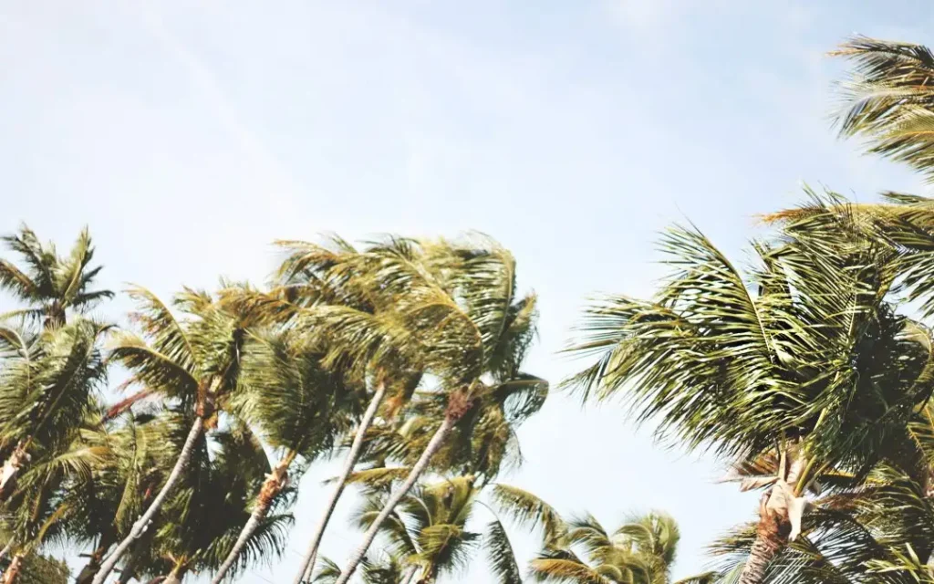 Watch a tree move in the wind.