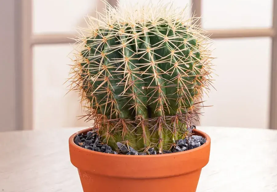 The Cactus That Waited for Years: Growth Needs Patience