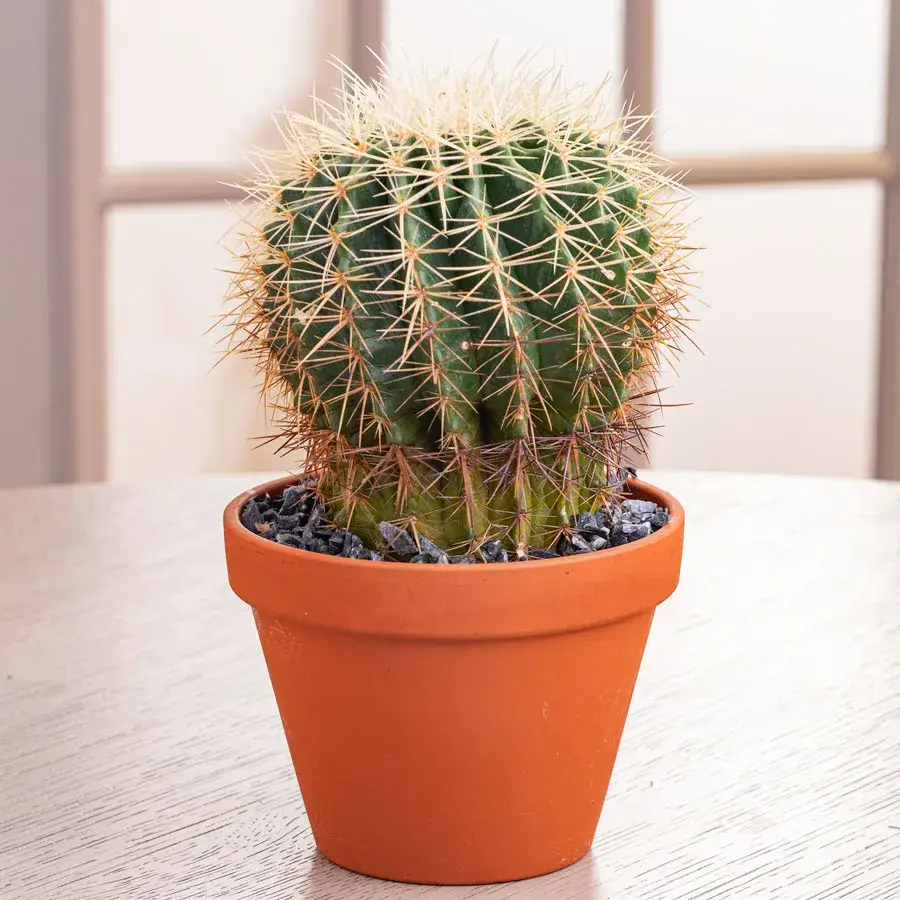 The Cactus That Waited for Years