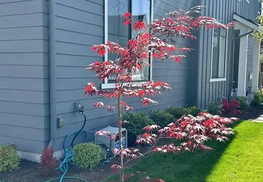 The Story of a Tree: Why You Don’t Need to Rush Your Growth