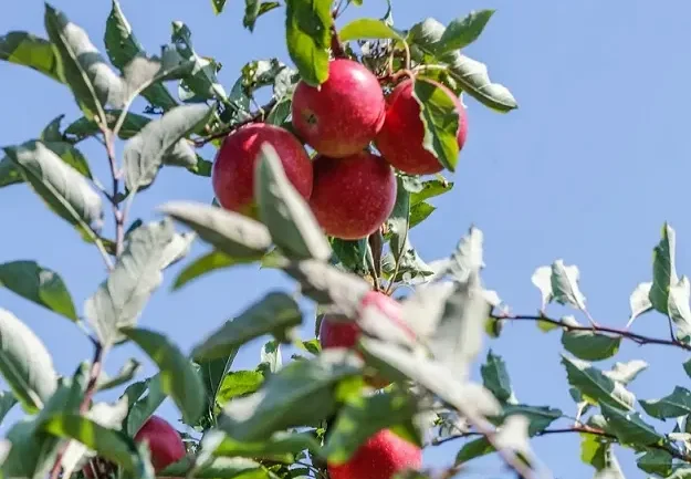 The Wanderer and the Apple Trees