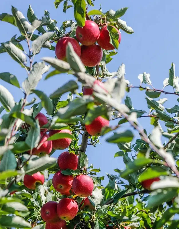 The Wanderer and the Apple Trees